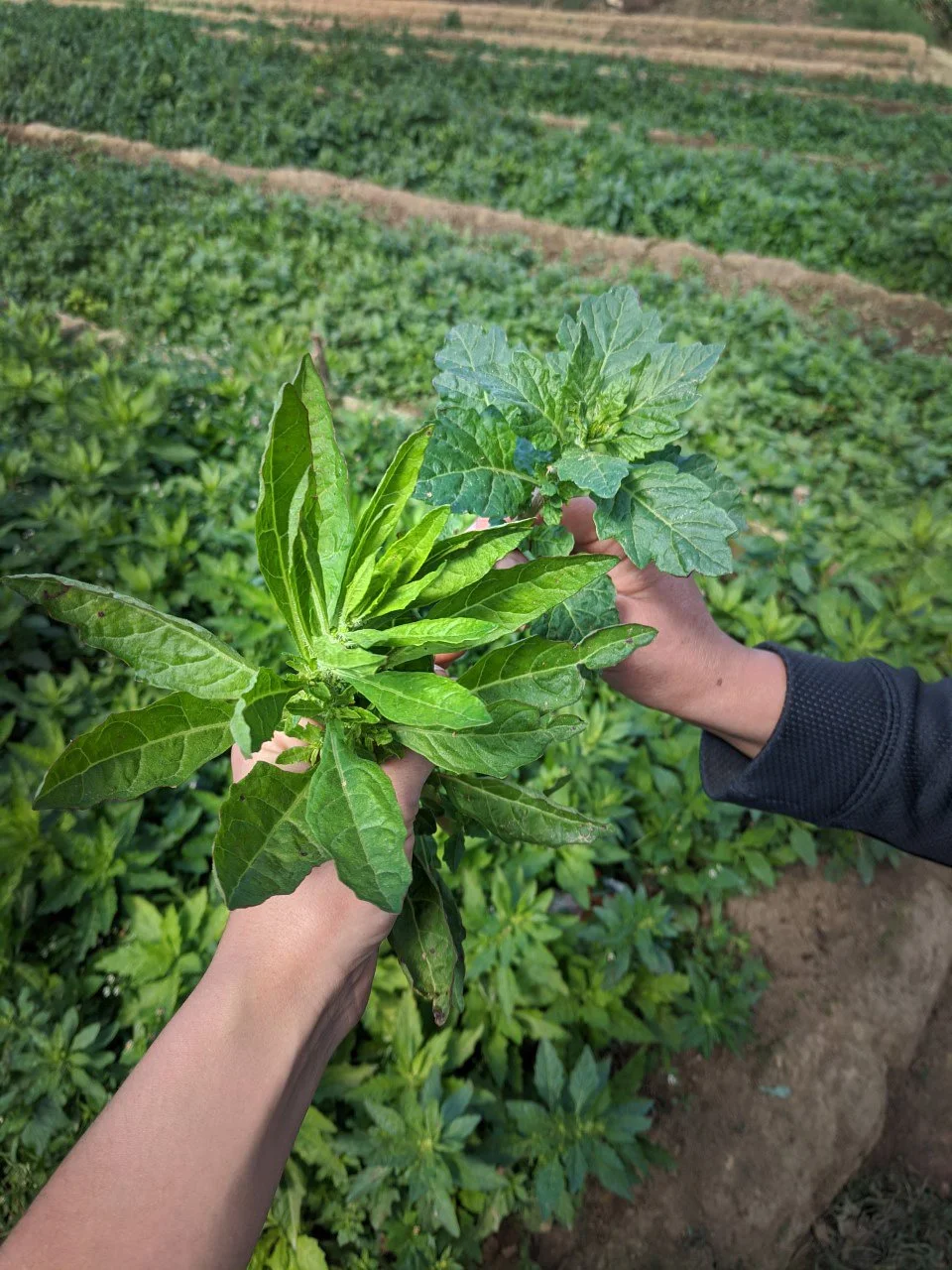 Food, Medicine, or Poison?