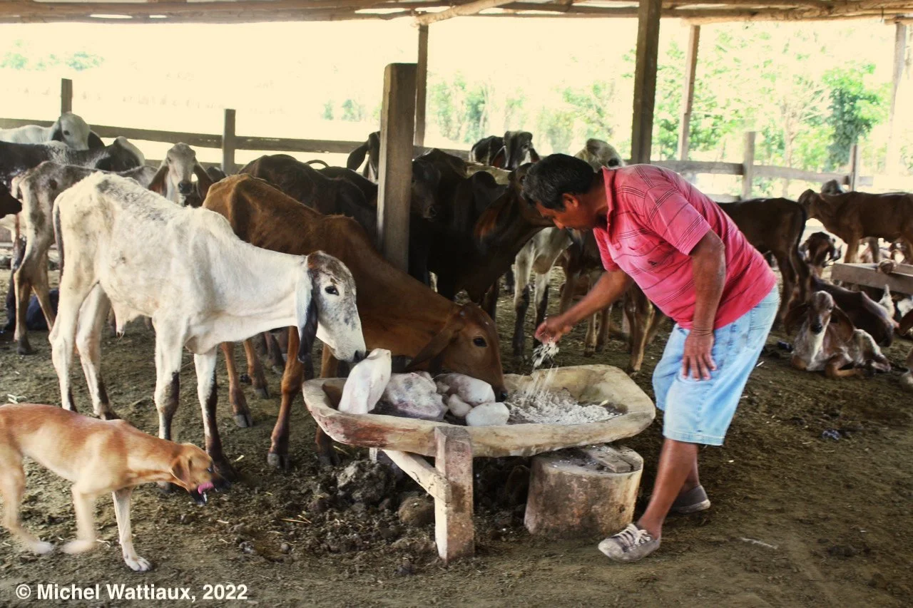 Measuring Agroecological Performance of Dairy Cattle Systems in the Peruvian Amazon